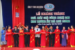 Lào Cai có nhà máy chè chất lượng cao